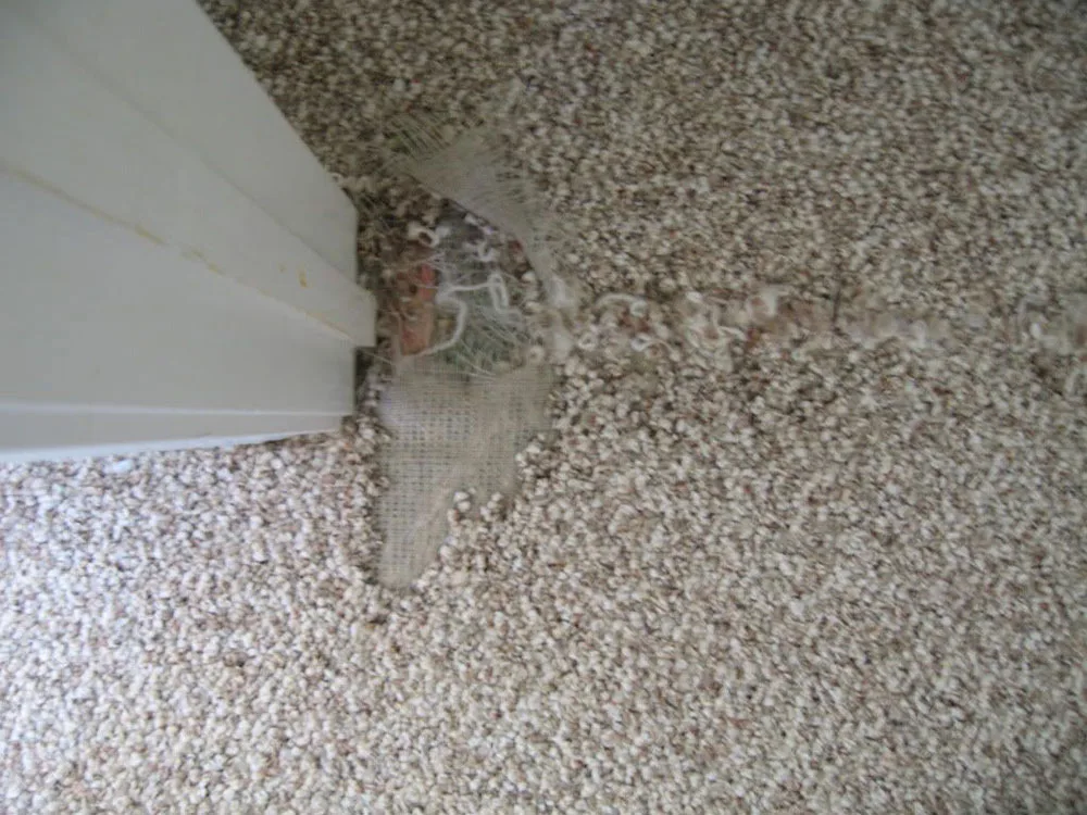 Carpet torn and frayed at a door edge, before a patch repair